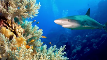 Le paradis des requins